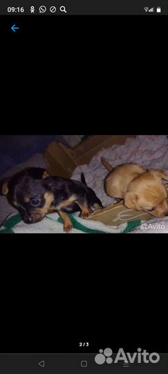 Щенки тойчика