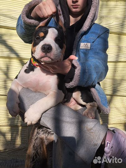 Булли Бизон