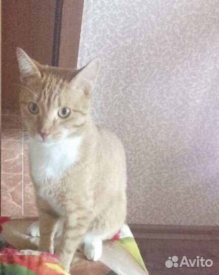 Вязка кота
