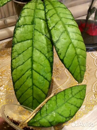 Хойя Callistophilla Regidifolia Platycaulis