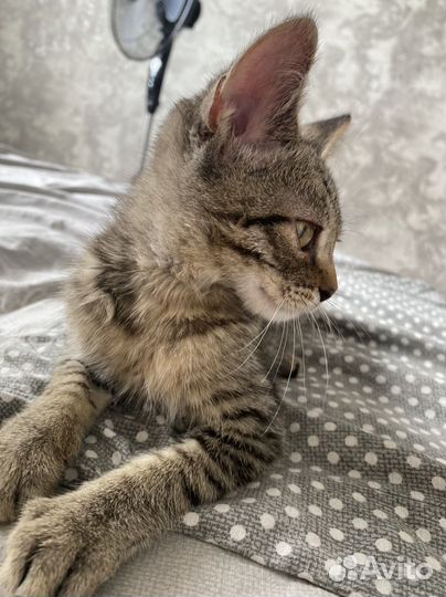 Отдам котенка в добрые руки