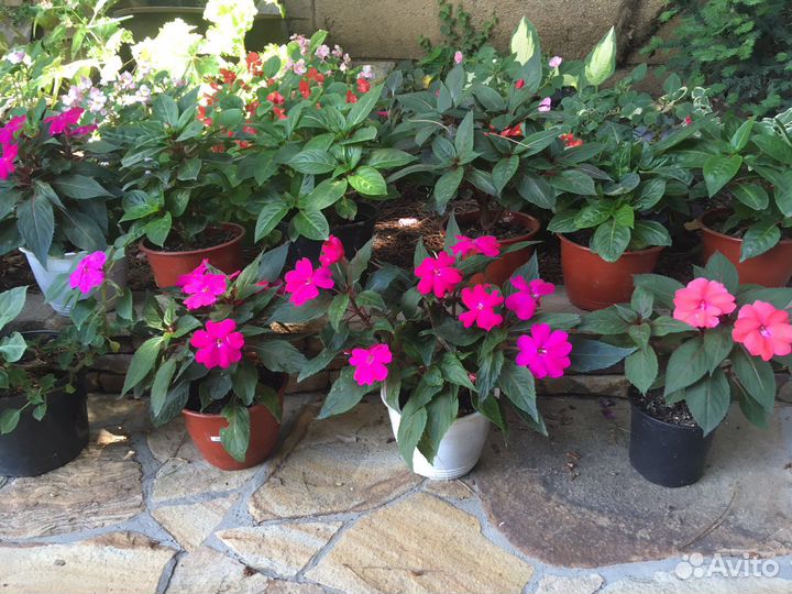 Бальзамины новогвинейские