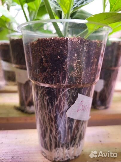 Рассада: томаты, помидоры, баклажаны, капуста