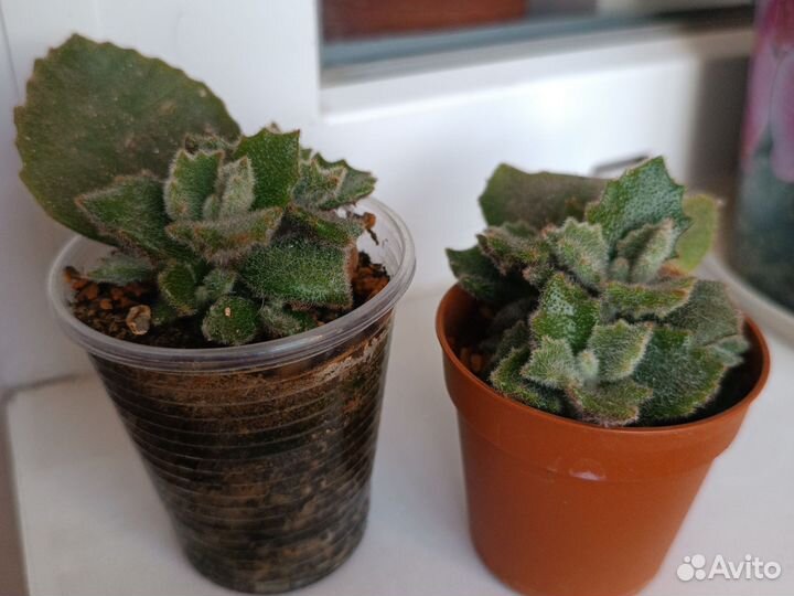 Продам суккуленты
