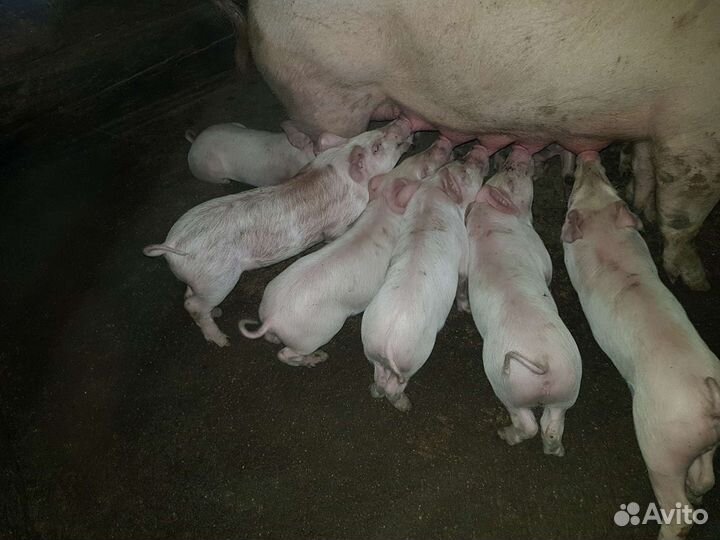 Поросята