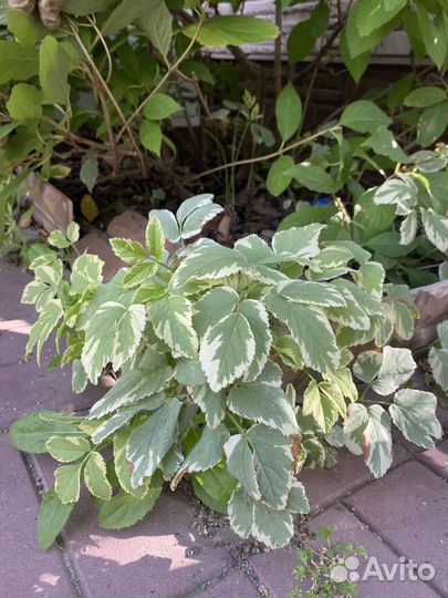 Сныть обыкновенная