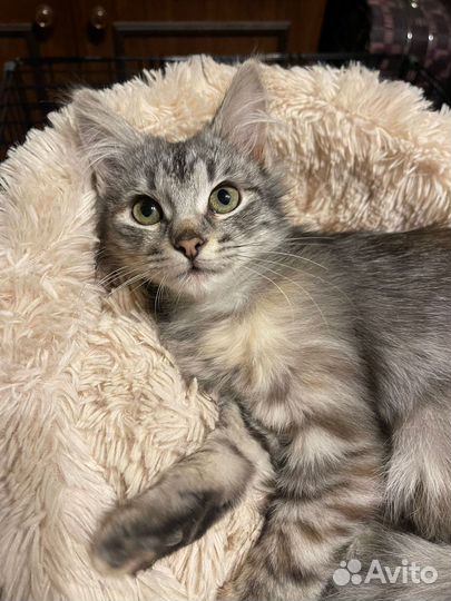 Пушистый котенок девочка