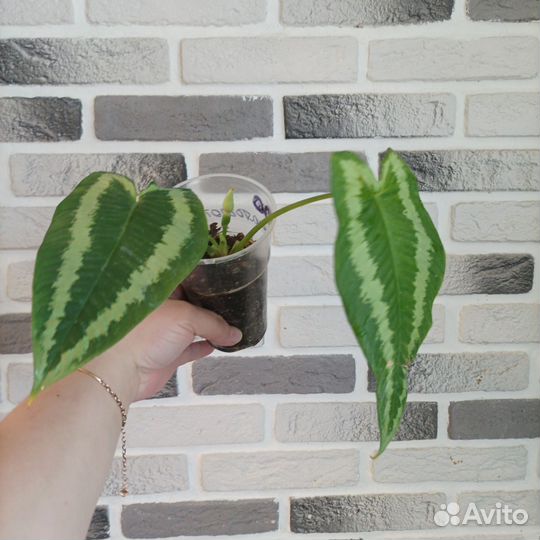 Шизматоглоттис
