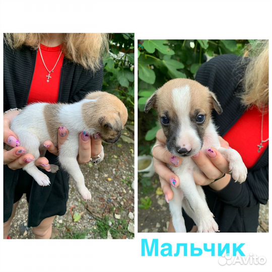 Щенки в добрые руки