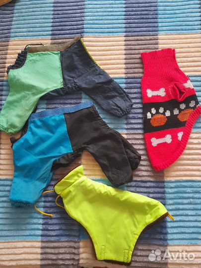 Одежда для собак. Мальчика