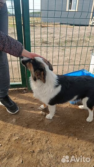 Собака девочка некрупная бесплатно