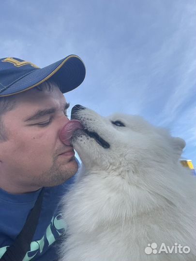 Дрессировка собак Кинолог зоопсихолог