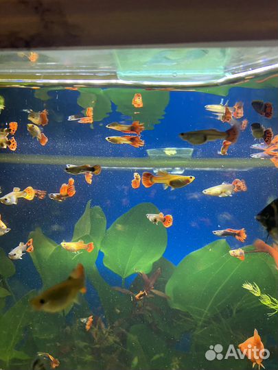Рыбы аквариумные