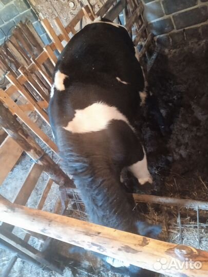 Бычки и быки 1 год