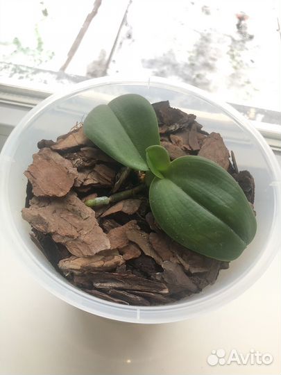 Орхидея фаленопсис