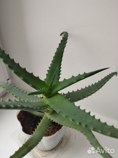 Алоэ лечебный