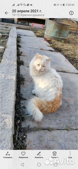 Потерялся кот