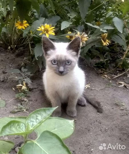 Кошки бесплатно