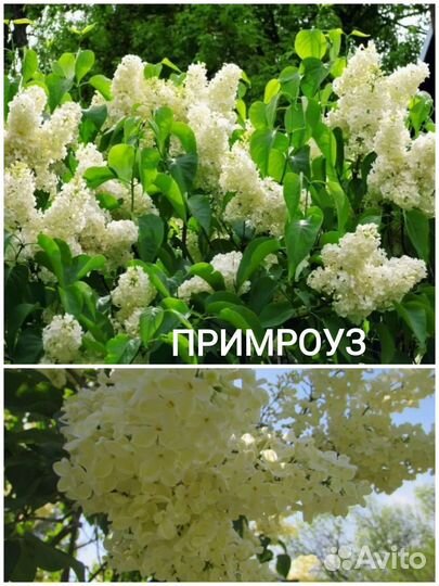 Сирень Саженцы