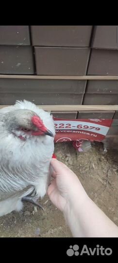 Петух Амеруакан