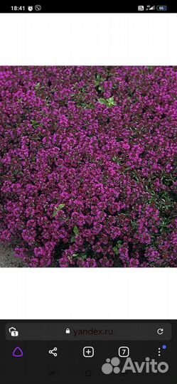 Рассада Чабрец (тимьян) фиолетовый, лимонный