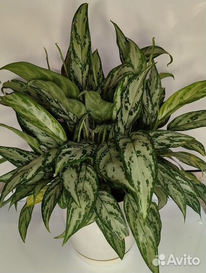 Аглаонема Silver Queen