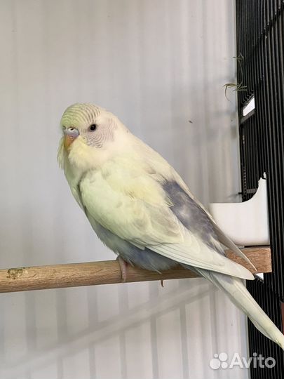 Волнистые попугаи, птенцы, чехи, радужные, пинто