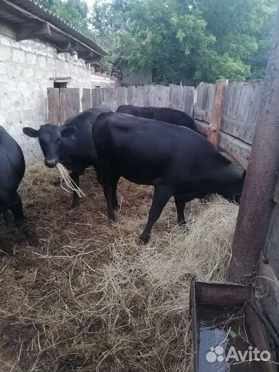 Продаю телок