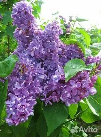 Сирень Виолетта, Турецкая гвоздика, Лихнис