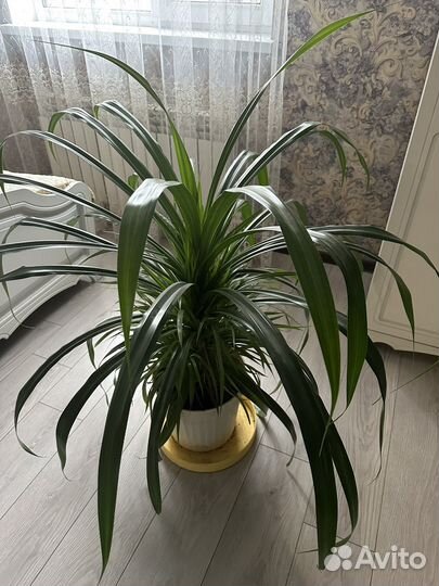 Пальма панданус