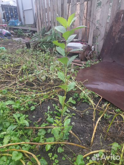 Саженцы вишни