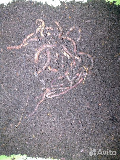 Черви дендробена