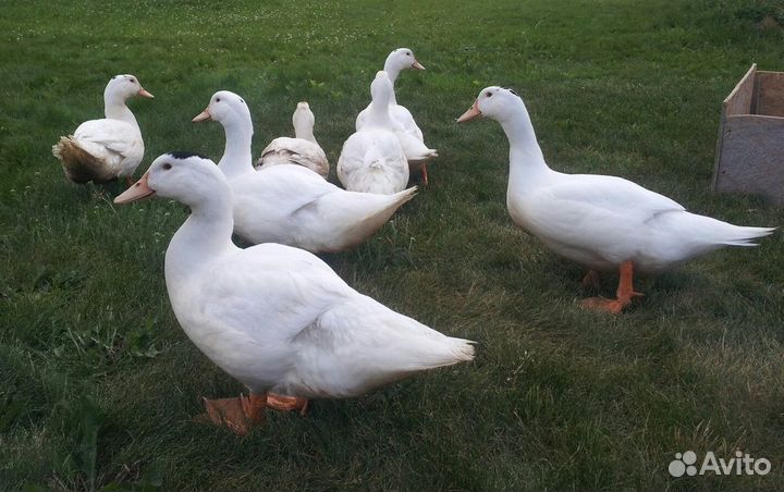 Цыплята бройлер росс/кобб