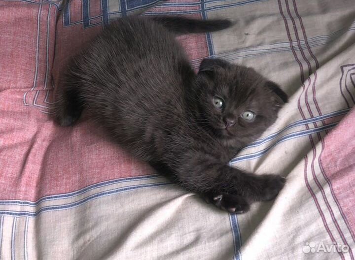 Шотландские котята