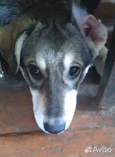 Собаки щенки бесплатно