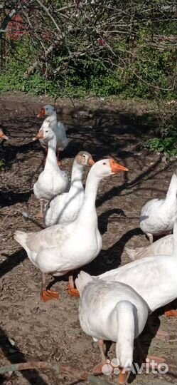 Домашняя птица