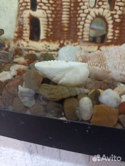 Улитки аквариумные