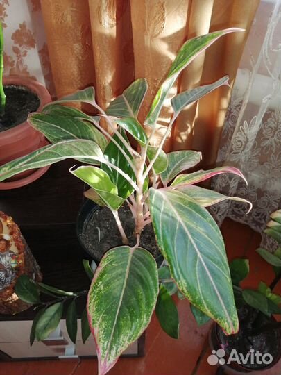 Комнатные цветы