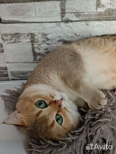 Британский производитель