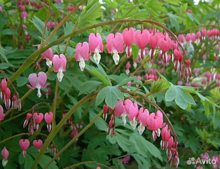 Многолетние садовые цветы