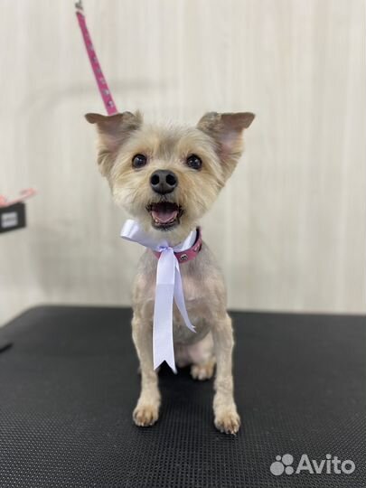 Груминг, модели на стрижку собак