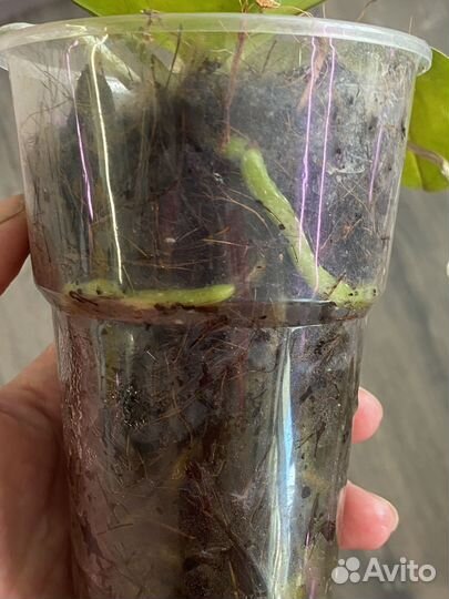 Фаленопсис