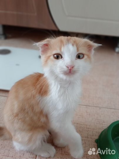 Станица васюринская