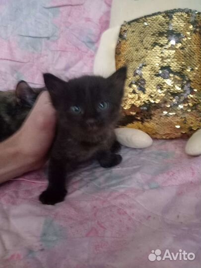 Кошка в дар бесплатно