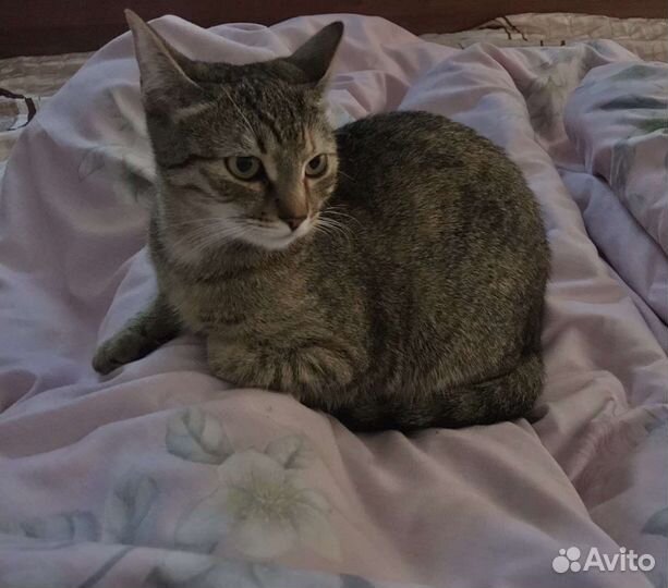 Кошка