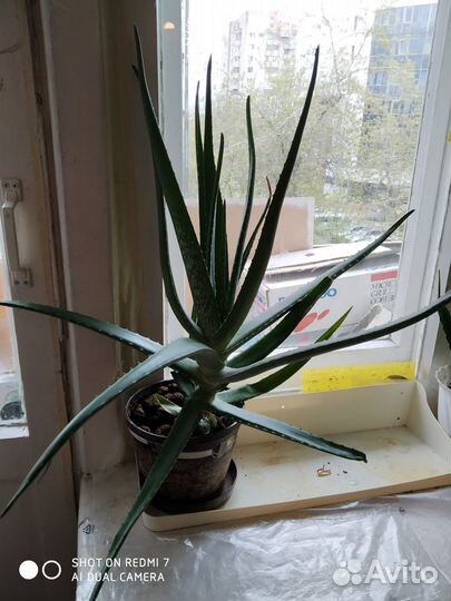 Алоэ Вера 5- летки и отводки