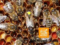 Пчелопакеты Карника, Бакфаст 2023