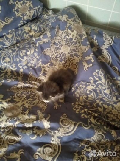 Кошки в добрые руки бесплатно