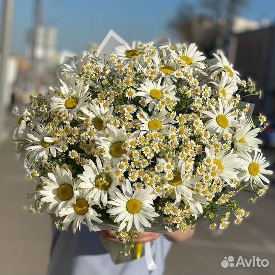 Ромашки Цветы