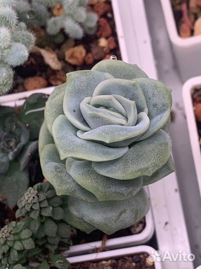 Echeveria.Суккуленты